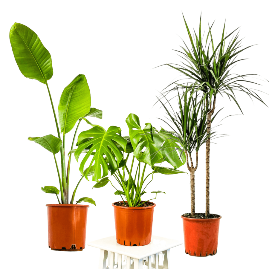 erubescens philodendron Pink Princess Philodendron – Philodendron erubescens main image 0