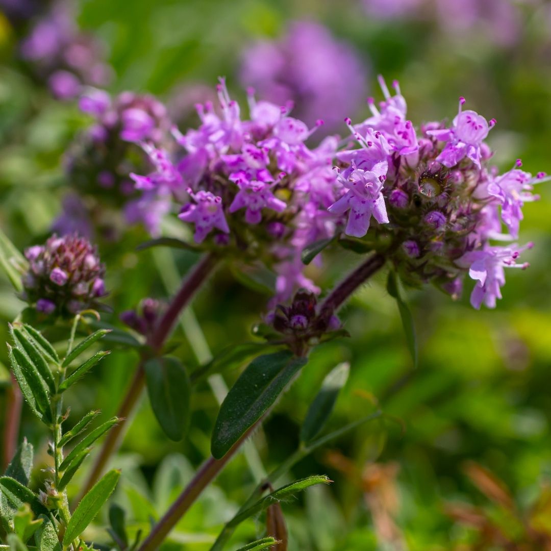 Yabani Kekik Thymus Serpyllum