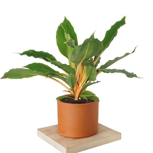 Chlorophytum Orchidastrum Green Orange (Turuncu Kurdele Çiçeği)