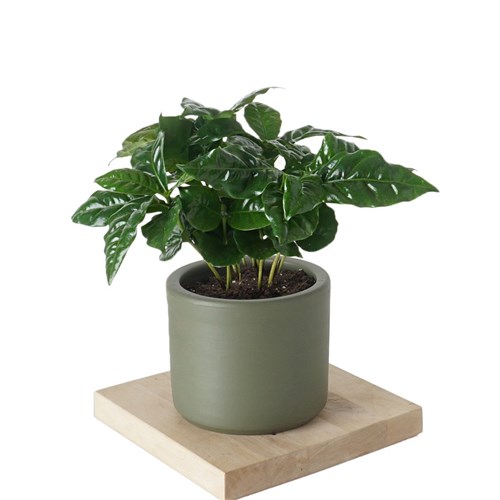 Coffea Arabiaca (Kahve Ağacı) Large