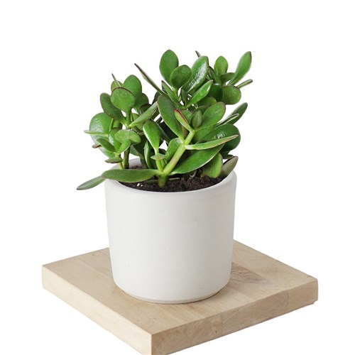 Crassula Ovata (Para,Şans Sukulenti) Large
