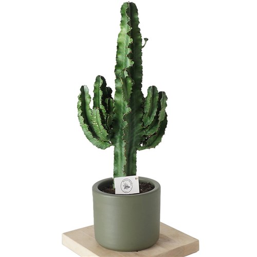 Euphorbia Erytrea Cactus LARGE (Kaktüs) - 80 cm