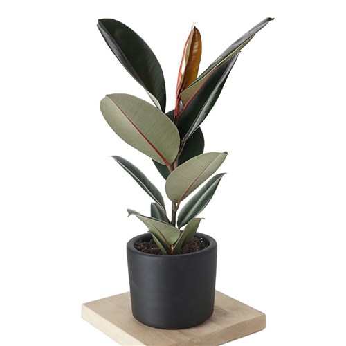 Ficus Elastica (Kauçuk Bitkisi) Large