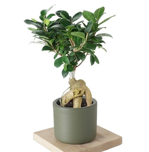 Ficus Ginseng (Bonsai Ağacı)