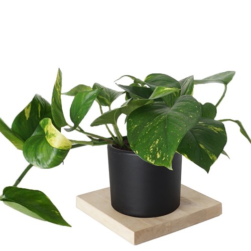 Golden Pothos (Sarmaşık)
