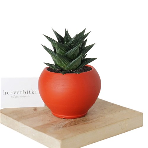 Haworthia Limifolia (Sukulent)