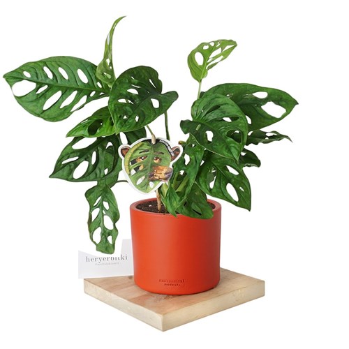 Monstera Adansonii (Deve Tabanı Bitkisi)