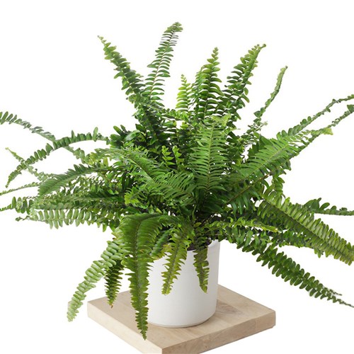 Nephrolepis (Aşk Merdiveni Bitkisi) - Large