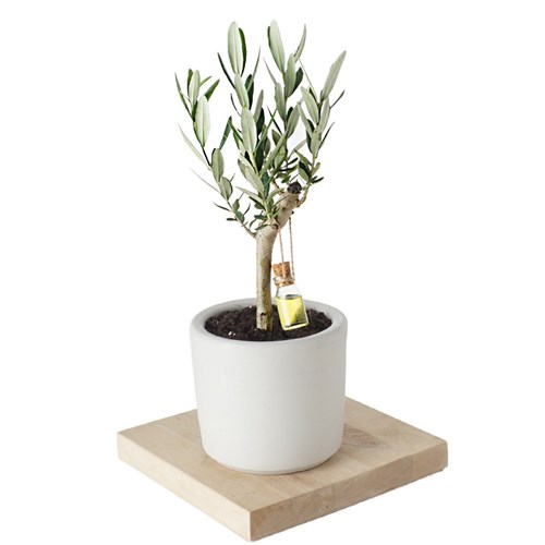Olive Tree (Zeytin Ağacı)