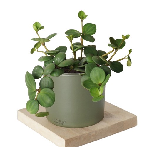 Peperomia Hope (Umut Sarmaşığı)