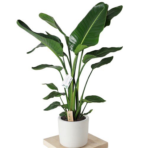 Strelitzia (2-3 Gövdeli Starliçe Cennet Kuşu Bitkisi) 85-90 cm