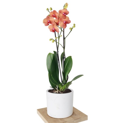 Phalaenopsis Coral Orchids (Ateş Orkide)