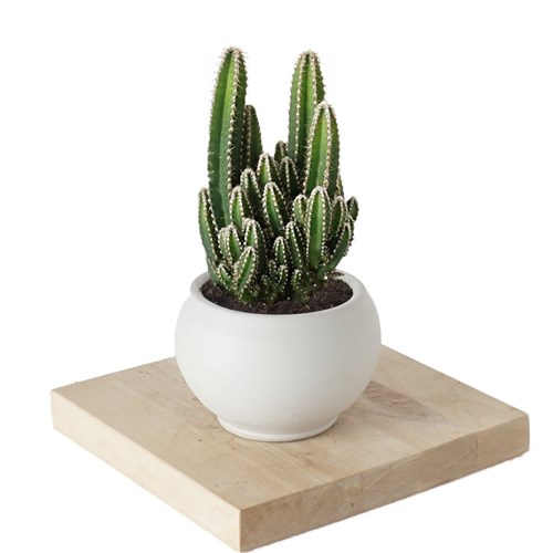Cereus (Radyasyon Savar Kaktüs)