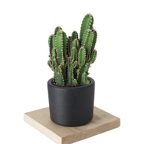 Cereus Xlarge (Radyasyon Savar Kaktüs)