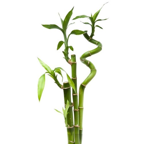 Şans Bambu Dalı (3 Adet)