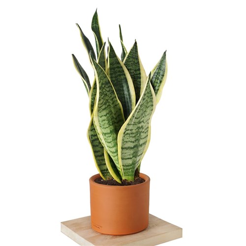 Sansevieria Black Gold (Paşa Kılıcı)