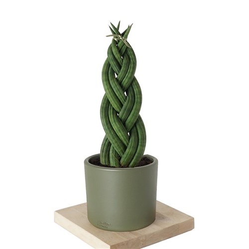 Sansevieria (Örgülü Paşa Kılıcı)