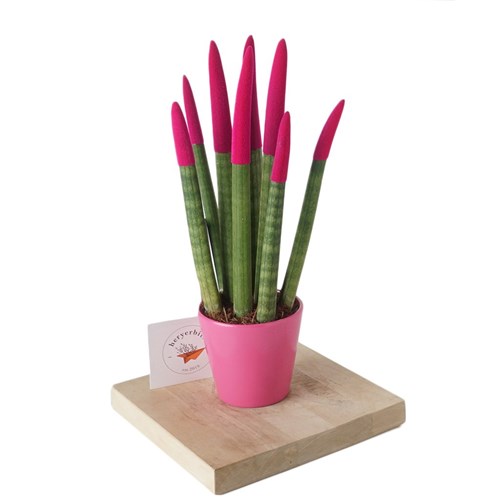 Sansevieria (Paşa Kılıcı Pembe)