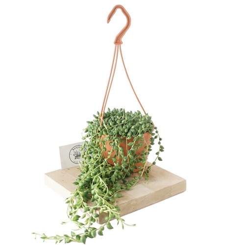 Senecio (Askılı İnci Tanesi Bitkisi)
