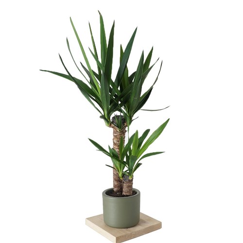 Yucca (Yuka Ağacı 2 Gövdeli)