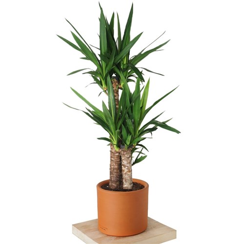 Yucca (Yuka Ağacı 3 Gövdeli)