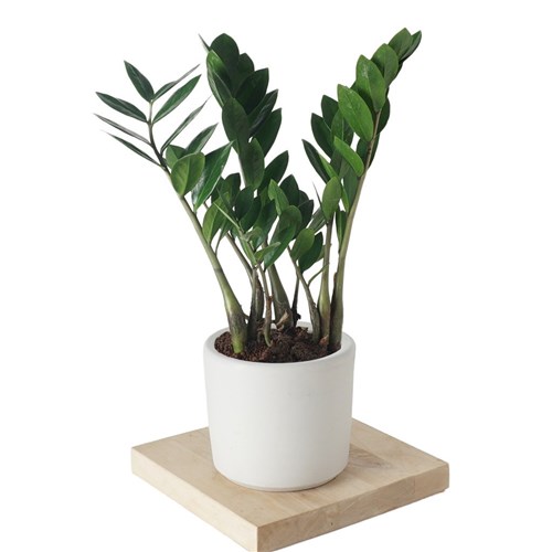 Zamioculcas ZZ Plant (Zamia Bitkisi)
