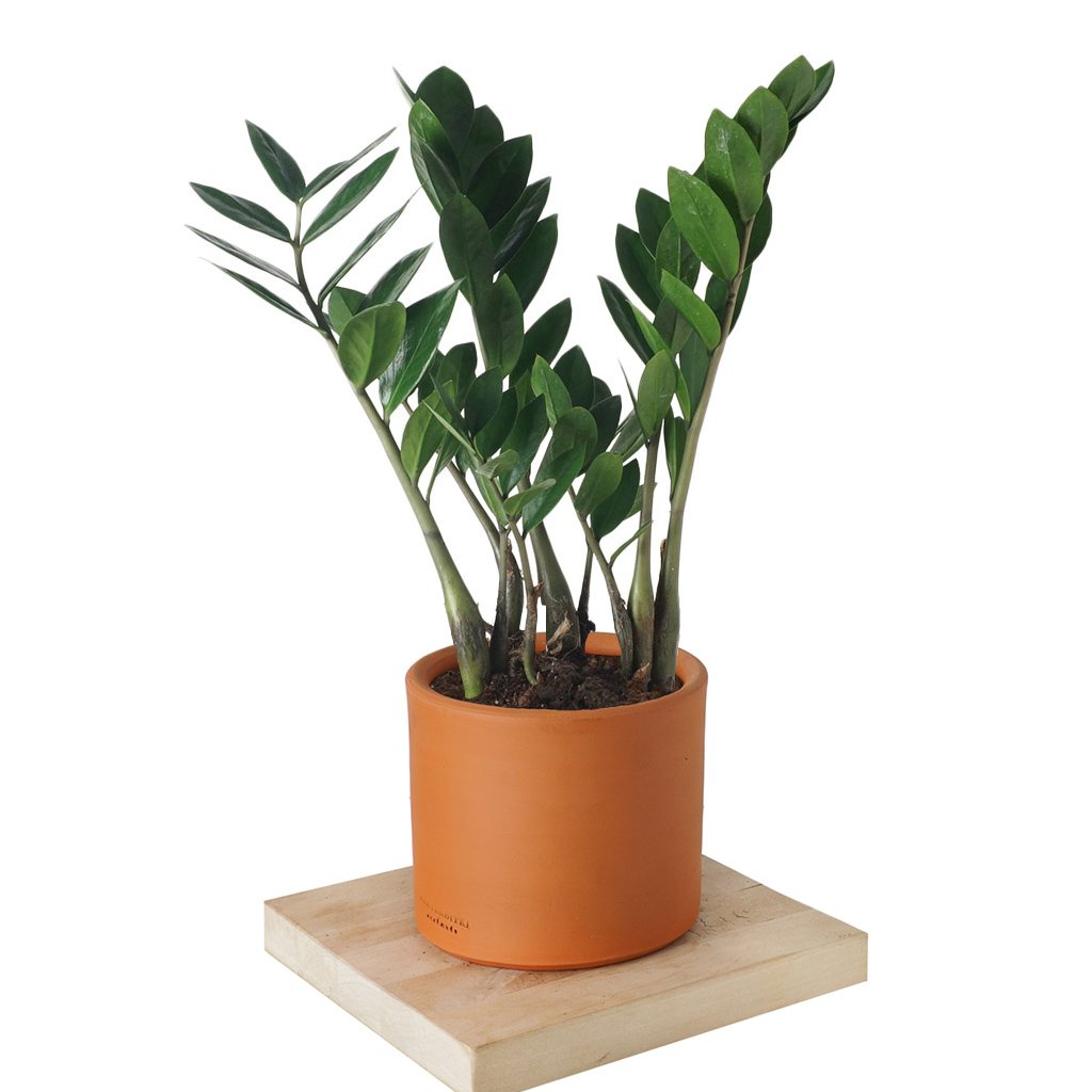 Zamioculcas ZZ Plant - Zamia Bitkisi - Heryerbitki