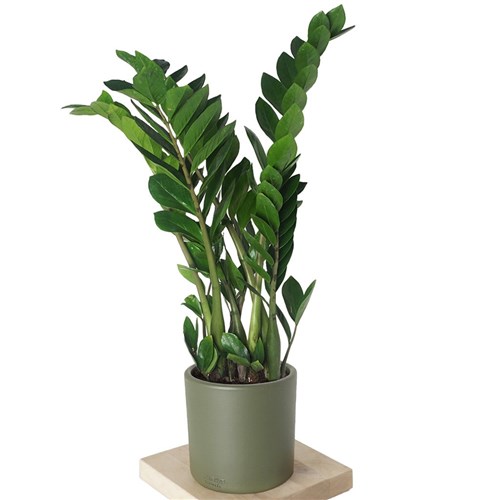 Zamioculcas ZZ Plant Large (Zamia Bitkisi)