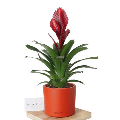 Vriesea Carinata (Viresia Alev Kılıcı Bitkisi)