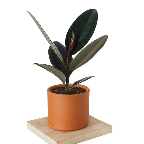 Ficus Elastica (Kauçuk Bitkisi)
