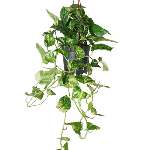 Golden Pothos (Askılı Sarmaşık) Large