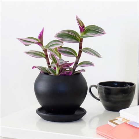 Tradescantia Nanouk (Pembe Telgraf Çiçeği) Bakımı Nasıl Olmalı?