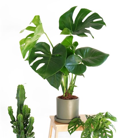 monstera piccolo Monstera Piccolo – www.augi-plants.lv main image 0