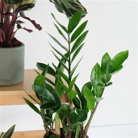 Zamia, Zeze iei eitleri - Heryerbitki