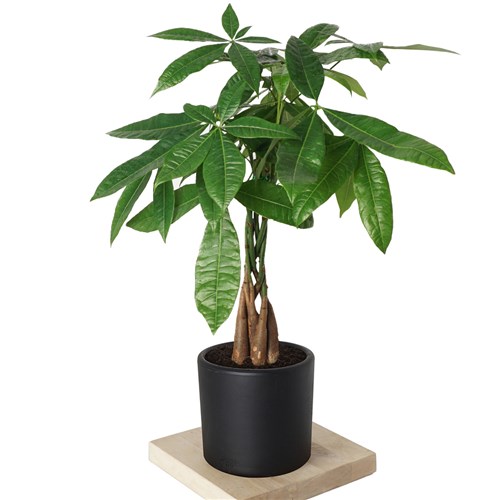 Pachira Aquatica (Para Ağacı Bitkisi) Large 50 cm