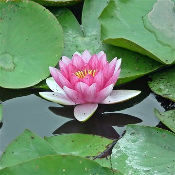 Lotus Çiçeğinin Anlamı Ve Bakımı