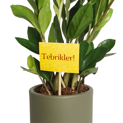 Tebrikler Kartı