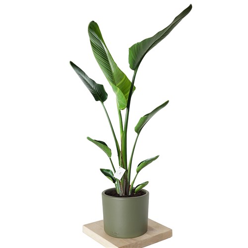 Strelitzia (Starliçe Cennet Kuşu Çiçeği) 130-150cm
