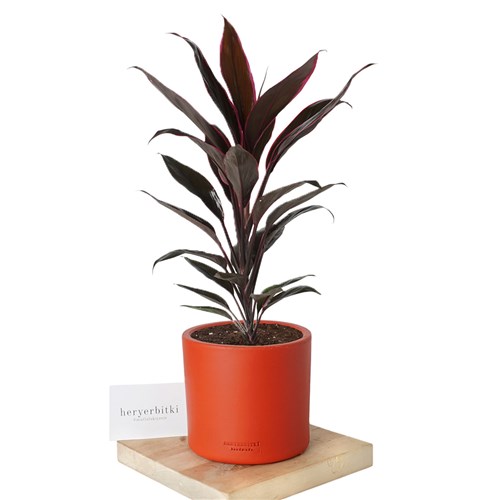 Cordyline Tango (Kordilin Bitkisi)