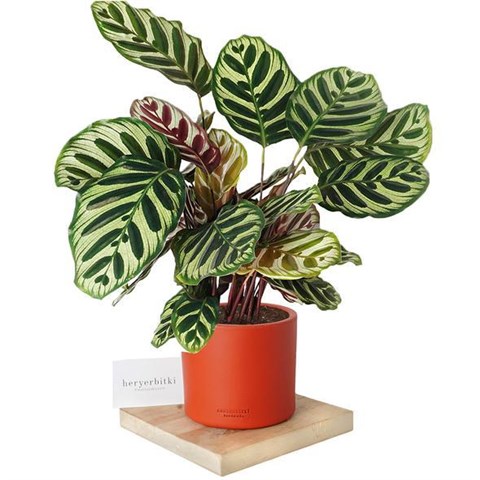wie groß werden drachenbäume Grosser Drachenbaum main image 1