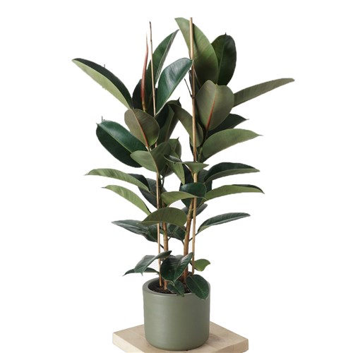 Ficus Elastica - Kauçuk Çiçeği (2 Gövdeli)