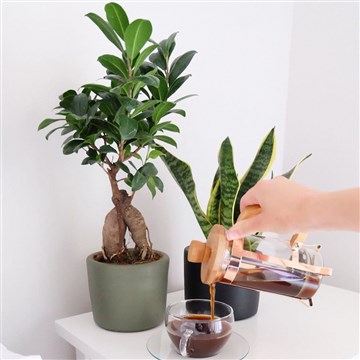 Babaya hediye için bonsai ağacı