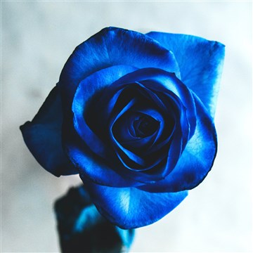 Mavi gül anlamı