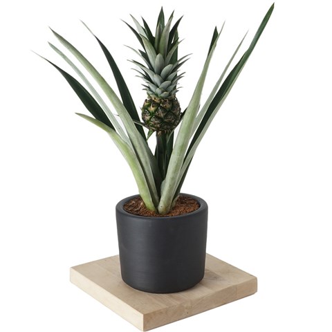 Ananas Bitkisi Bakımı Nasıl Olmalı