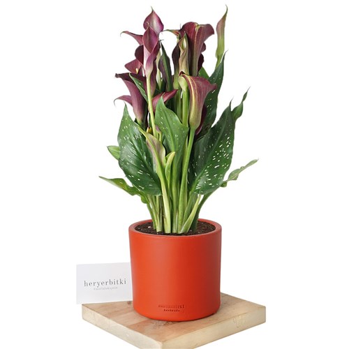 Calla Lily (Gala Bitkisi) Bordo