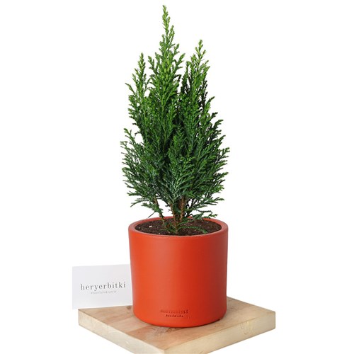 Chamaecyparis Elwoodii (Çam)