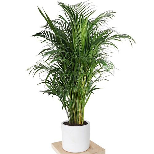 Dypsis lutescens Large (Areka Palmiyesi)