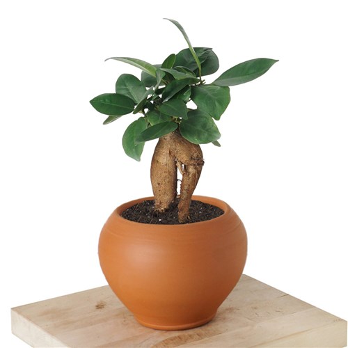 Bonsai Ficus Ginseng (Bonsai Şans & Bereket Ağacı)