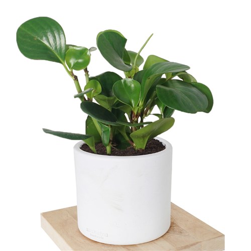 Peperomia (Zümrüt Dalgası) - İyi Şans Bitkisi