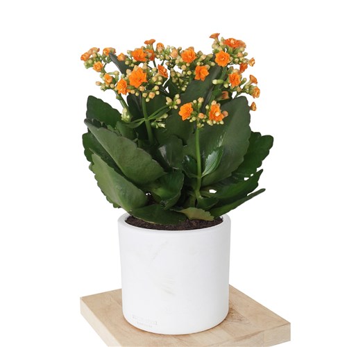 Kalanchoe (Kalanşo Çiçeği-Turuncu)